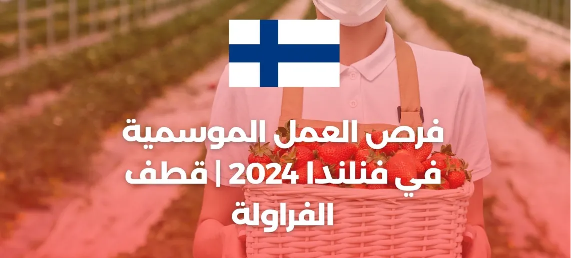 فرص العمل الموسمية في فنلندا 2024 | قطف الفراولة