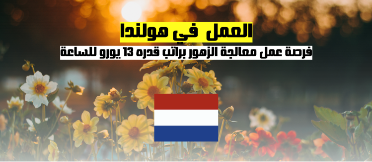 العمل في هولندا | فرصة عمل في معالجة الزهور